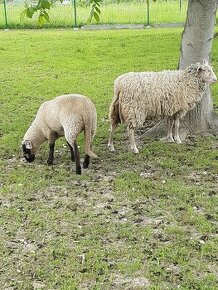 Ovce východofríská