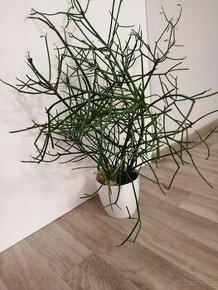 Rostlina Euphorbia tirucalli (kaktusový strom)