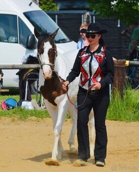 Hřebečci,Valášek American Paint Horse