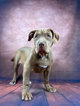 AMERICAN BULLY XL