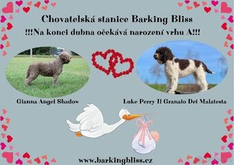 Lagotto romagnolo