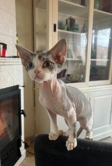 Devon rex koťátka s PP