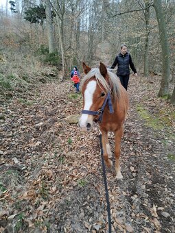 Welsh pony B