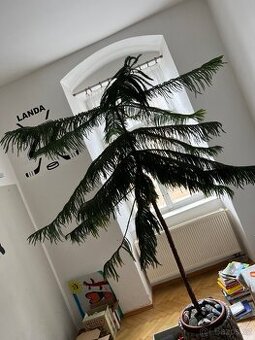 Araucaria