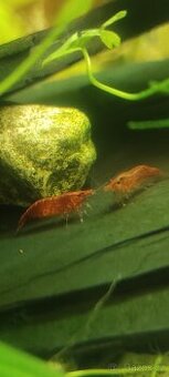 Krevetky červená . Red cherry