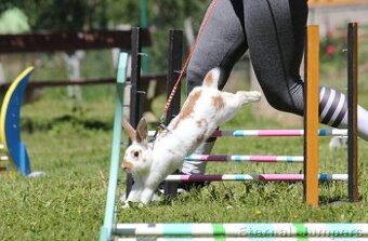 Zakrslý králík Games