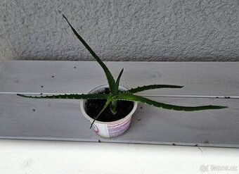 Aloe stromovitá (Aloe Arborescens)