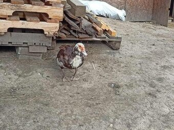 kachna pižmová