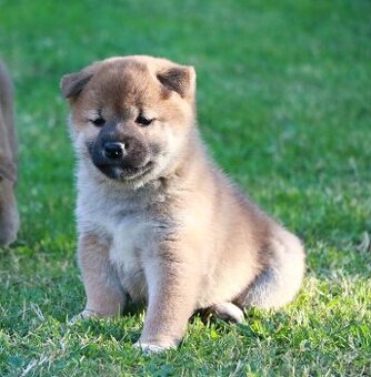 Shiba inu s PP