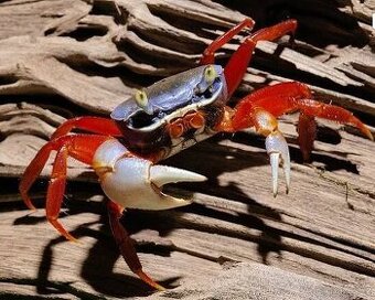 Krab suchozemský