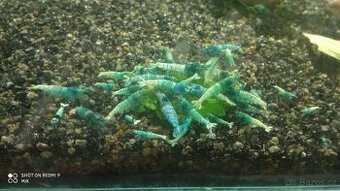 Prodám přebytky krevetky Caridina blue bolt