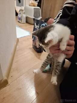 Kote