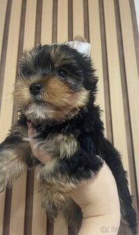 Jorkšírský teriér