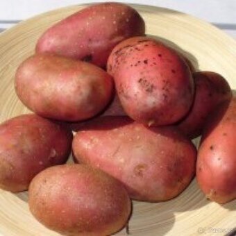 Brambory k uskladnění