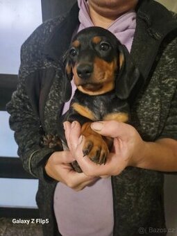 Jezevčik hladkosrstý