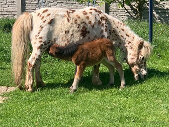 Mini pony bez původu - 1