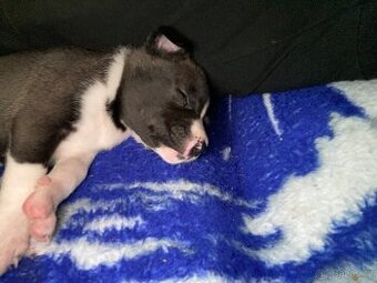 Prodám staforda 6 týdnu fena