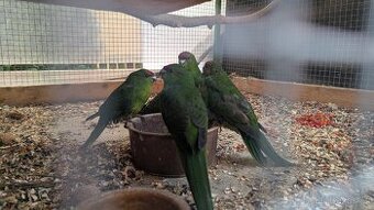 Kakariki rudočelé, přírodní