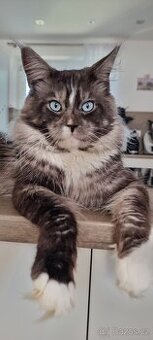 Mainský mývalí kocour ke krytí