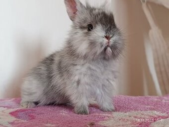 Zakrslí králíčci - mláďata