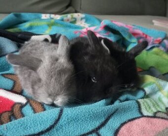 Zakrslý beránek králíček