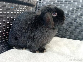 Volný Sameček - Anglický Zakrslý Beránek MiniLop🍑