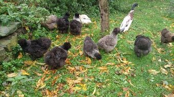 Hedvábnička velká vousatá