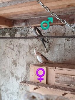 Andulky, korely - ruším chov - 1