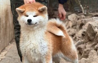 Akita Inu fenka s průkazem původu - odběr ihned