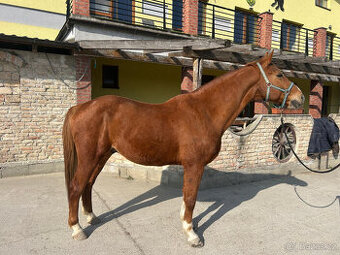 VALACH ako spoločník, na prácu zo zeme, na hipoterapiu