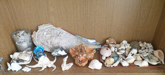 Mořské mušle, lastury, atd.