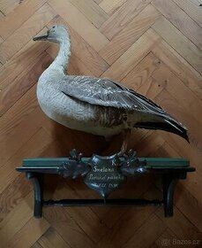 Stará lovecká trofej KACHNA - myslivost - dekorace