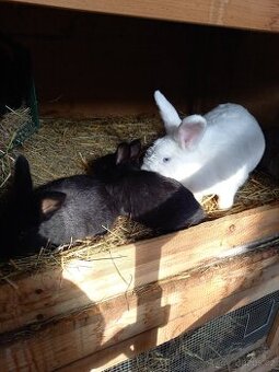 Vídeňský bílý samice