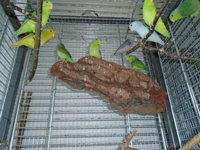 Prodej papoušíčků šedokřídlých