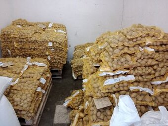 Sadbové brambory 14 Kč/kg