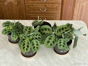 Modlivka - Maranta Leuconeura Kerchoveana