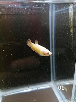 Betta Splendens - Betta bojovnice (Samice 01) - 1