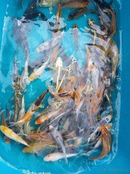 KOI KAPR