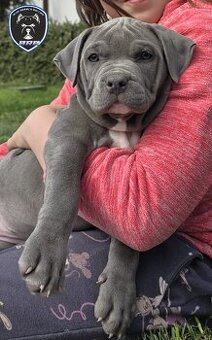Fenka American Bully XL k odběru