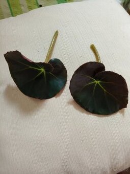 Begonia Erythrophylla