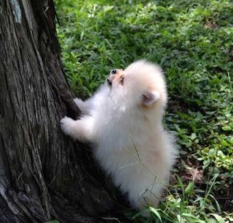 Roztomilá štěňata pomeraniana na prodej