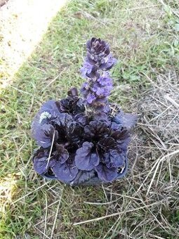 Ajuga repens- zbehovec plazivy
