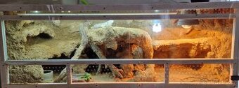 Terarium
