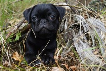 Mops