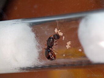 Mravenec drnový (Tetramorium sp.)