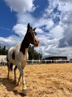Paint horse naprodej