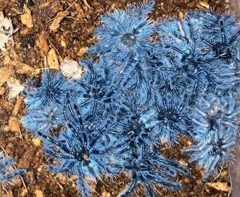 Caribena versicolor