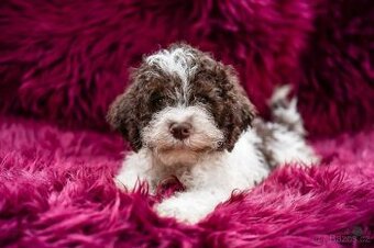 Lagotto romagnolo s PP (italský vodní pes)