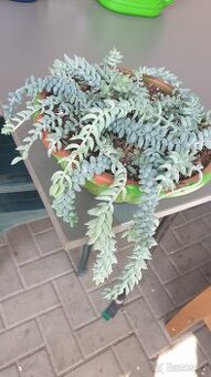 Sedum burrito a morganium