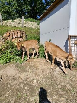 Telata Jersey - jalovice